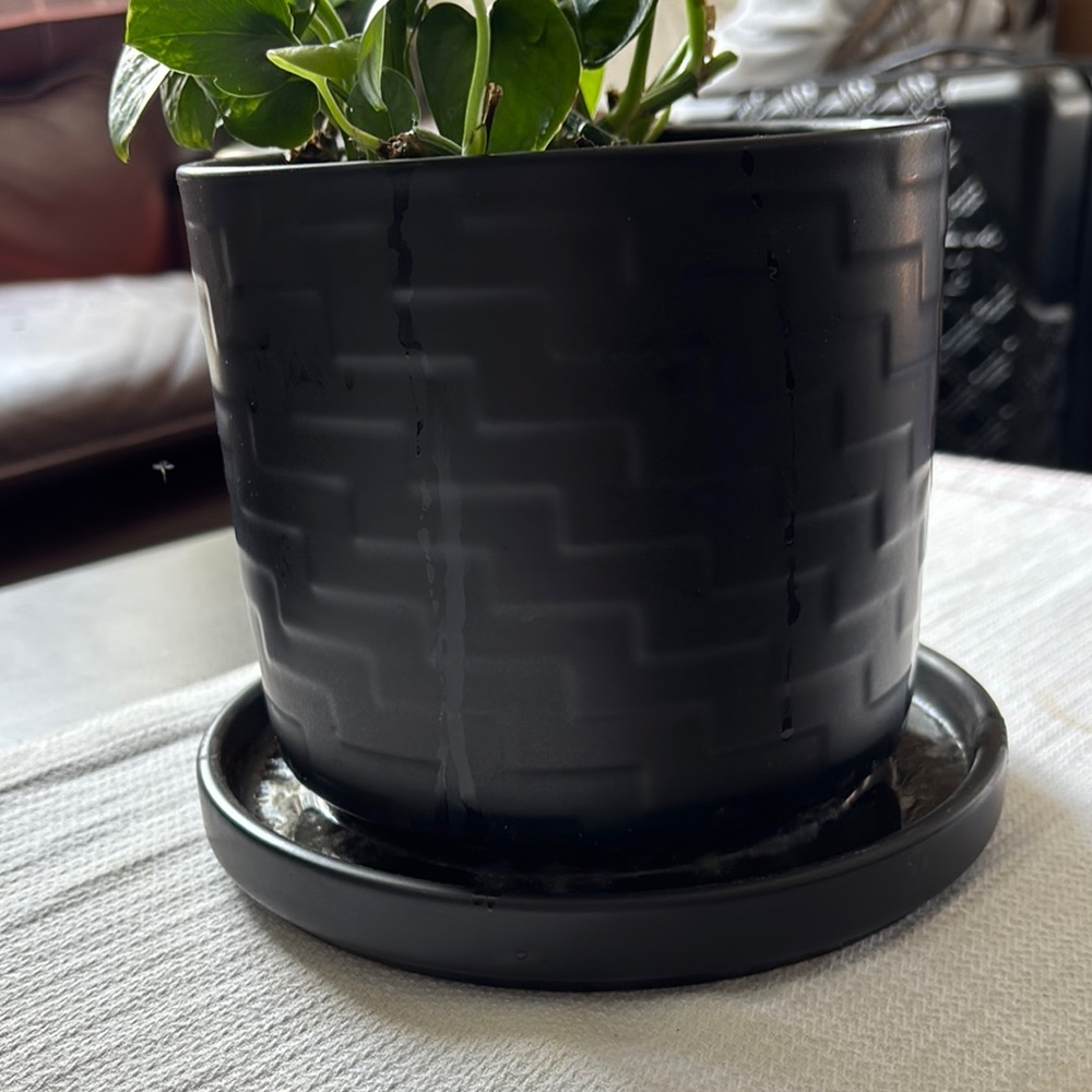 Vibrant Green Potted Plant - Picture 2 of 3